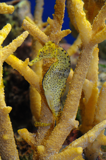 sea horse